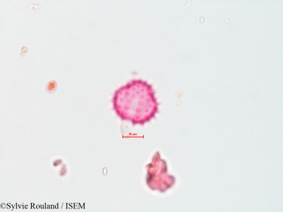 Chrysothamnus nauseosus - lame n° 4323