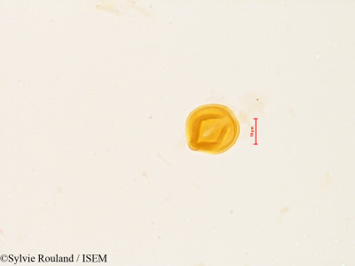 Sylvie.Rouland/Cinchona_ledgeriana_4021/Cinchona_ledgeriana_4021_0001(copy)_thumb.jpg
