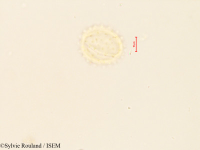Cineraria anampoza - lame n° 4086