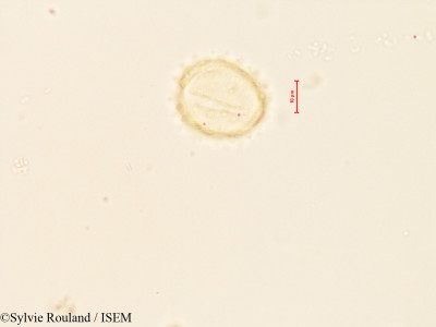 Cineraria anampoza - lame n° 4086