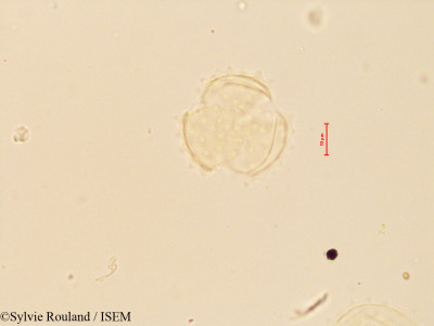 Cineraria anampoza - lame n° 4086