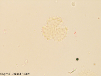Cineraria anampoza - lame n° 4086