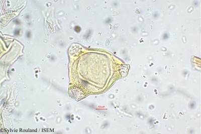 Sylvie.Rouland/Circaea_alpina_5683/Circaea_alpina_5683_0001(copy)_thumb.jpg