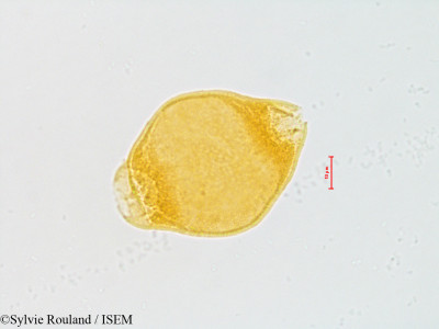 Sylvie.Rouland/Circaea_lutetiana_4868/Circaea_lutetiana_4868_0001(copy)_thumb.jpg
