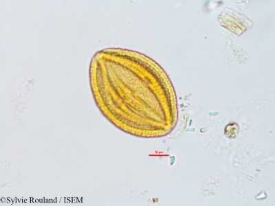 Cissus quadrangularis - lame n° 14406