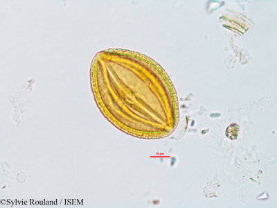 Cissus quadrangularis - lame n° 14406