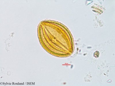Cissus quadrangularis - lame n° 14406