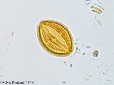 Cissus quadrangularis - lame n° 14406