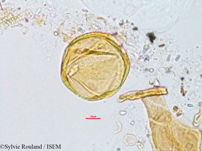 Cissus quadrangularis - lame n° 14406