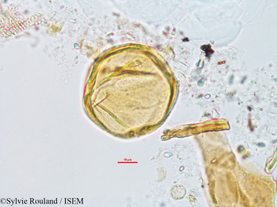 Cissus quadrangularis - lame n° 14406