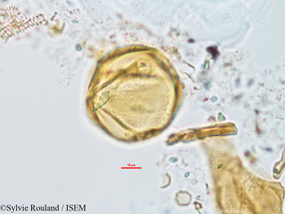 Cissus quadrangularis - lame n° 14406