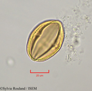 Sylvie.Rouland/Cissus_sicyoides_47276/Cissus_sicyoides_47276_0001(copy)_thumb.jpg