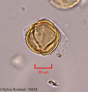 Sylvie.Rouland/Cistus_heterophyllus_1769/Cistus_heterophyllus_1769_0001(copy)_thumb.jpg
