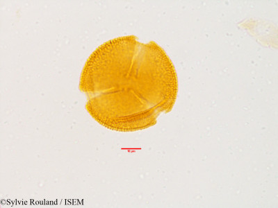 Sylvie.Rouland/Cistus_villosus_3568/Cistus_villosus_3568_0001(copy)_thumb.jpg