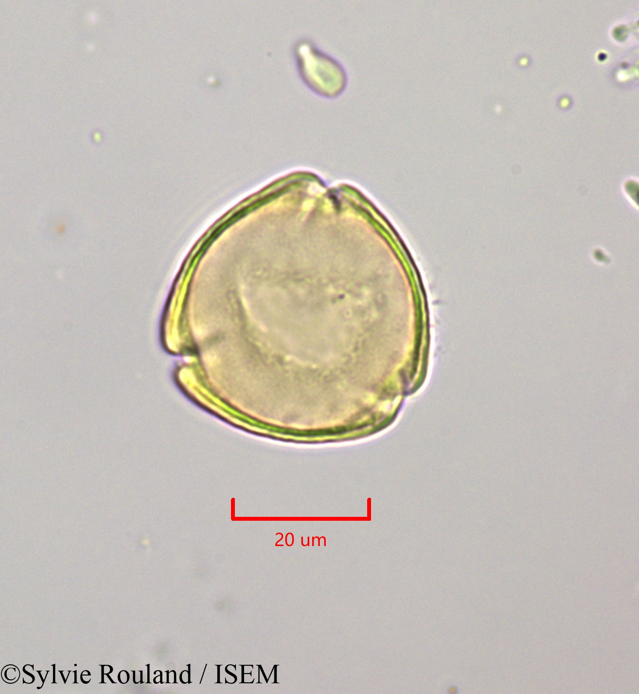 Sylvie.Rouland/Citharexylum_spinosum_47204/Citharexylum_spinosum_47204_0001(copy).jpg