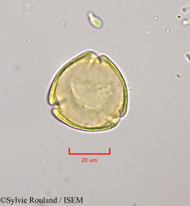 Sylvie.Rouland/Citharexylum_spinosum_47204/Citharexylum_spinosum_47204_0001(copy)_thumb.jpg