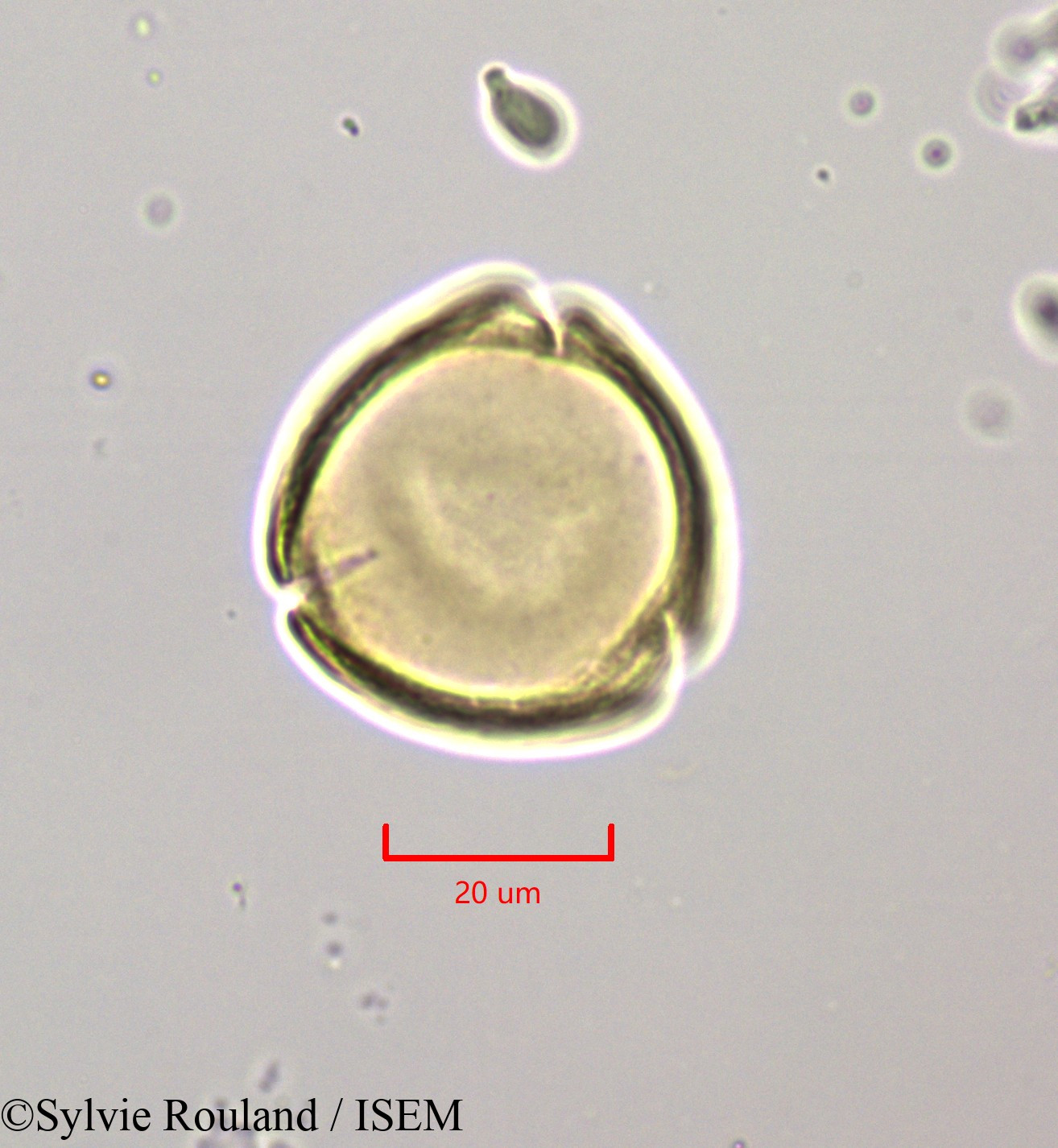 Sylvie.Rouland/Citharexylum_spinosum_47204/Citharexylum_spinosum_47204_0002(copy).jpg