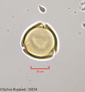 Citharexylum spinosum - lame n° 47204