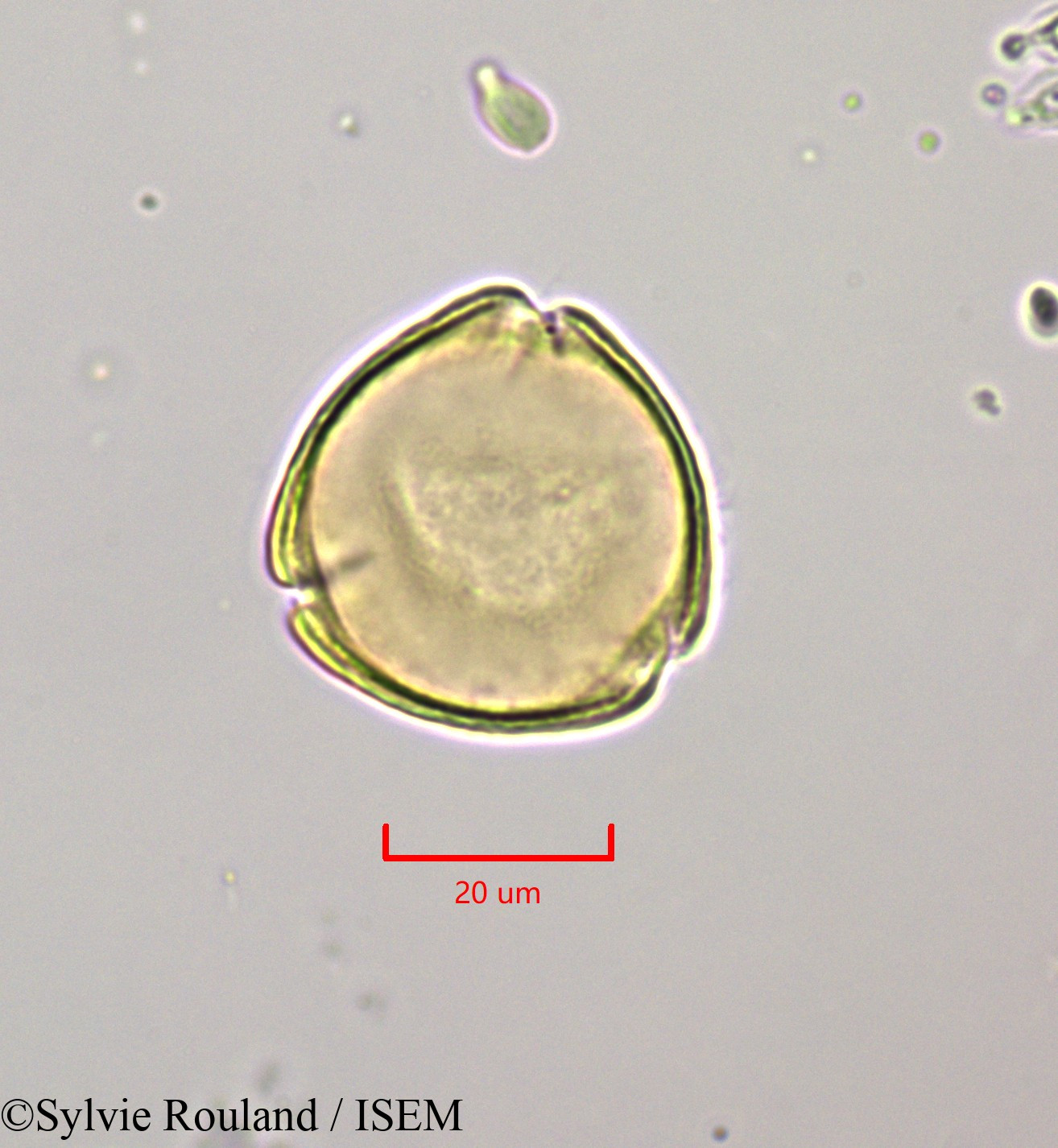 Sylvie.Rouland/Citharexylum_spinosum_47204/Citharexylum_spinosum_47204_0003(copy).jpg