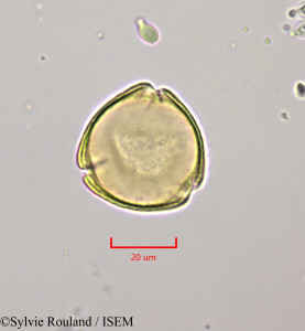 Citharexylum spinosum - lame n° 47204