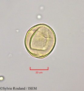 Citharexylum spinosum - lame n° 47204