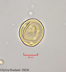 Citharexylum spinosum - lame n° 47204