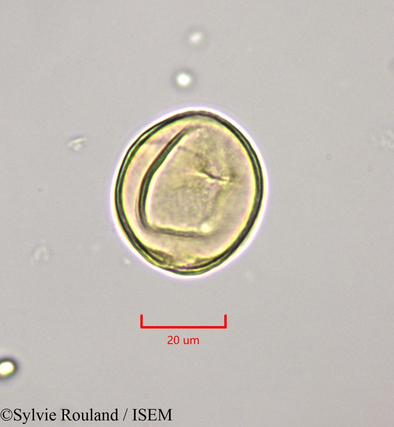 Sylvie.Rouland/Citharexylum_spinosum_47204/Citharexylum_spinosum_47204_0006(copy).jpg