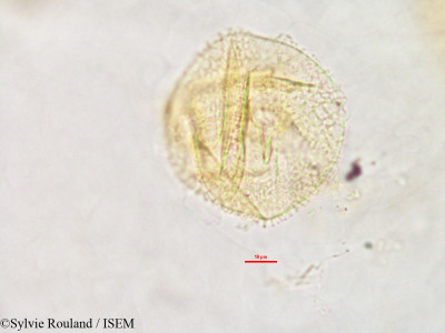 Sylvie.Rouland/Citrullus_lanatus_2839/Citrullus_lanatus_2839_0001(copy)_thumb.jpg