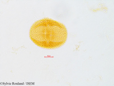Sylvie.Rouland/Citrus_limonia_4842/Citrus_limonia_4842_0001(copy)_thumb.jpg
