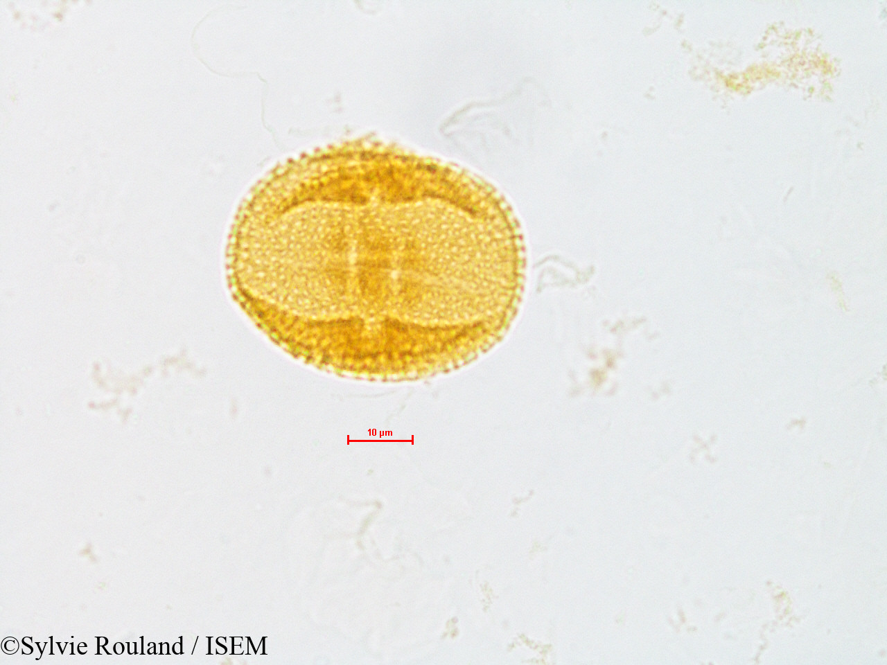 Sylvie.Rouland/Citrus_limonia_4842/Citrus_limonia_4842_0003(copy).jpg