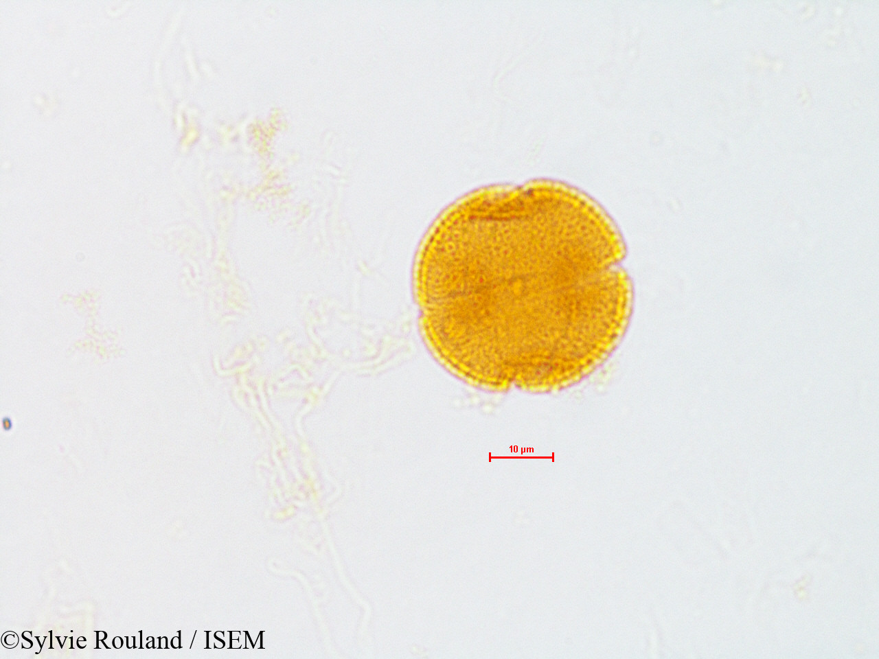 Sylvie.Rouland/Citrus_limonia_4842/Citrus_limonia_4842_0006(copy).jpg