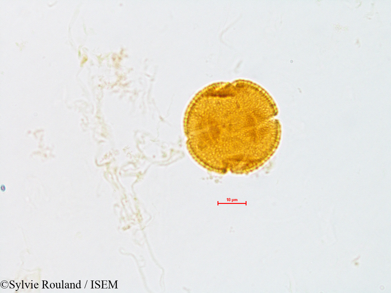 Sylvie.Rouland/Citrus_limonia_4842/Citrus_limonia_4842_0007(copy).jpg