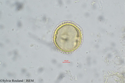 Sylvie.Rouland/Citrus_medica_217/Citrus_medica_217_0001(copy)_thumb.jpg
