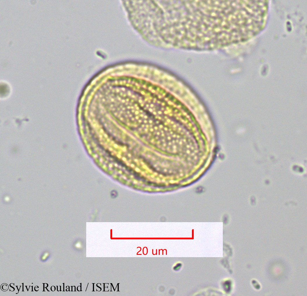 Sylvie.Rouland/Citrus_sinensis_1201/Citrus_sinensis_1201_0002(copy).jpg