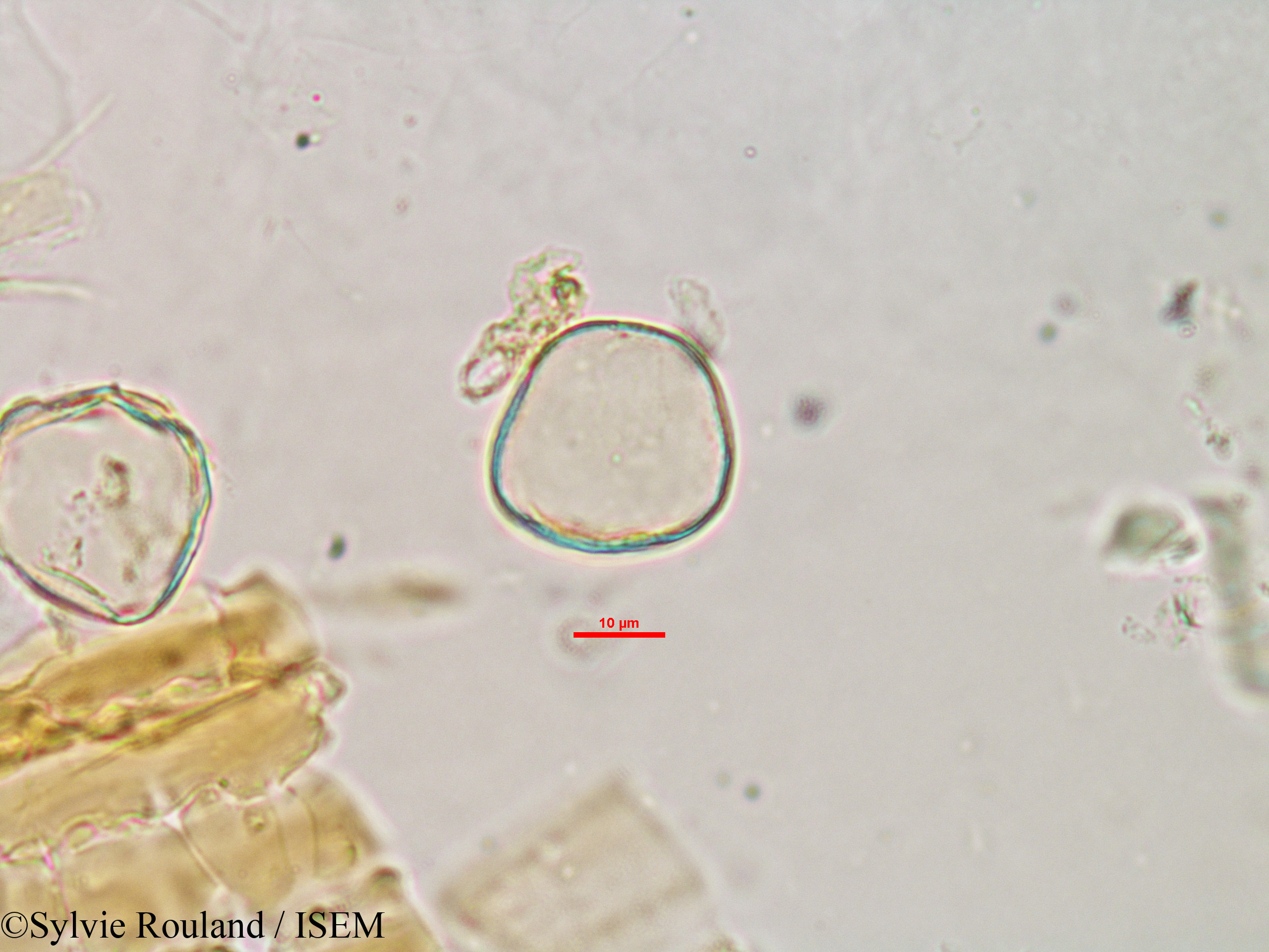 Sylvie.Rouland/Cladium_flexuosum_2984/Cladium_flexuosum_2984_0001(copy).jpg