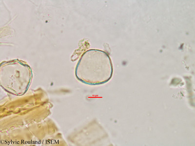 Sylvie.Rouland/Cladium_flexuosum_2984/Cladium_flexuosum_2984_0001(copy)_thumb.jpg