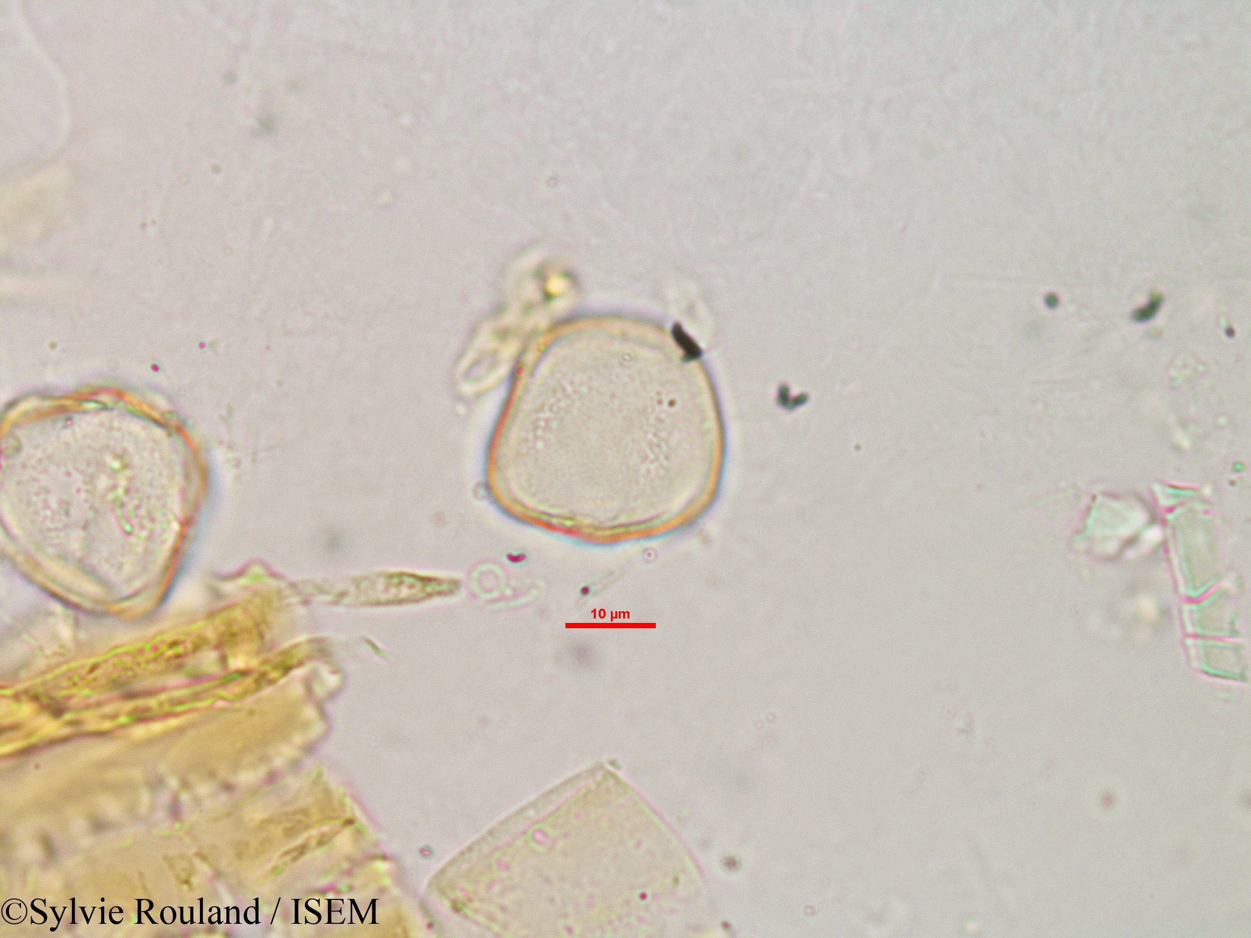 Sylvie.Rouland/Cladium_flexuosum_2984/Cladium_flexuosum_2984_0002(copy).jpg