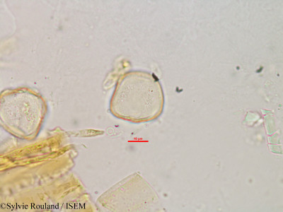 Cladium flexuosum - lame n° 2984