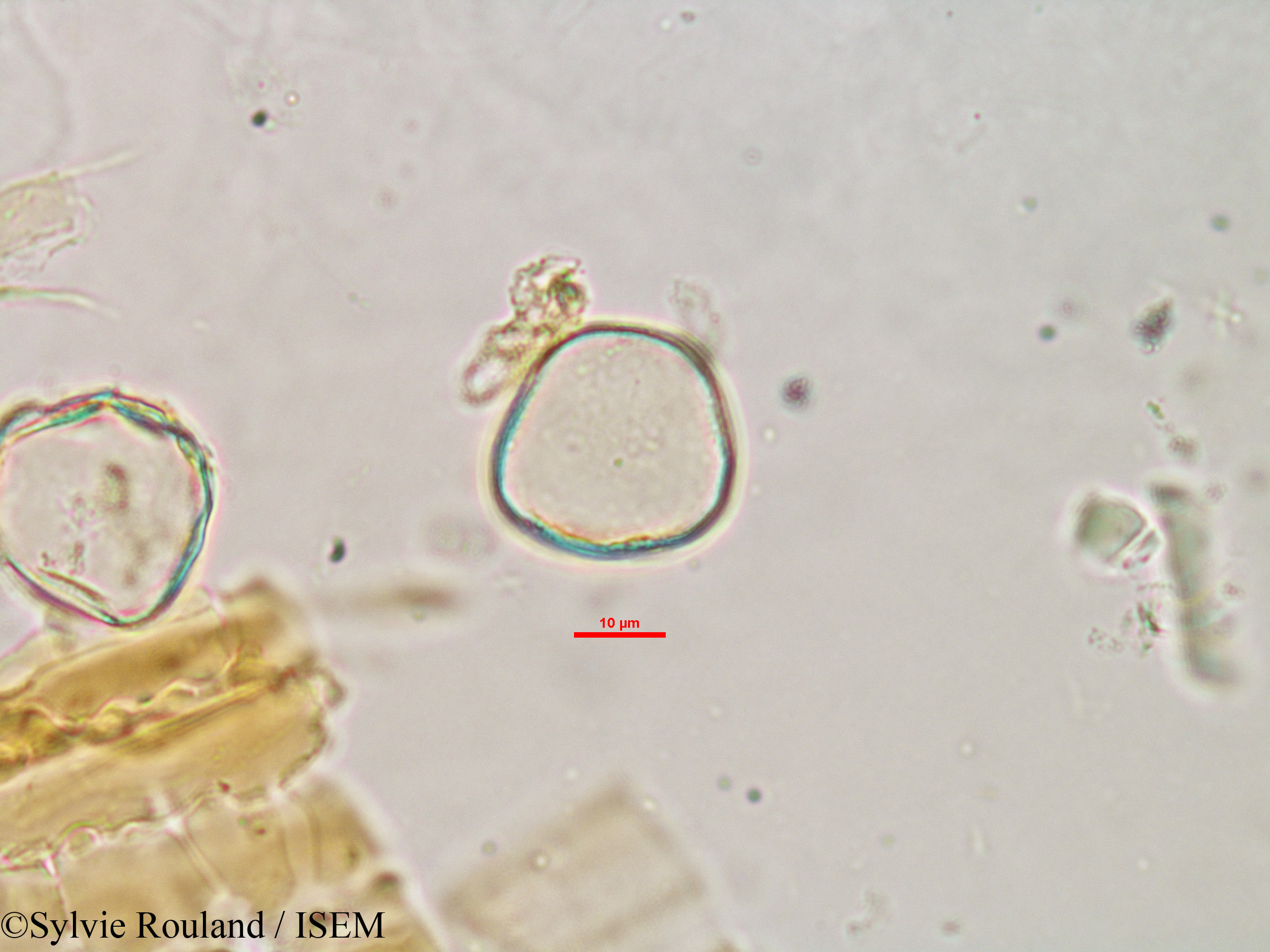 Sylvie.Rouland/Cladium_flexuosum_2984/Cladium_flexuosum_2984_0003(copy).jpg