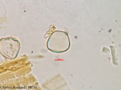 Cladium flexuosum - lame n° 2984