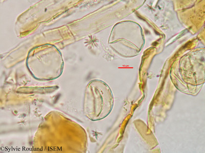 Cladium flexuosum - lame n° 2984
