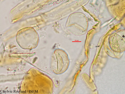 Cladium flexuosum - lame n° 2984