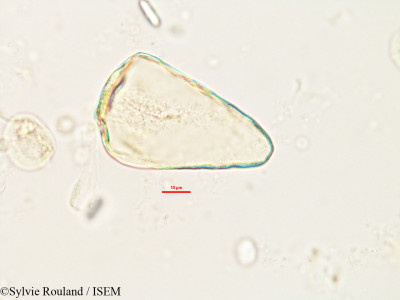 Sylvie.Rouland/Cladium_mariscus_2611/Cladium_mariscus_2611_0001(copy)_thumb.jpg