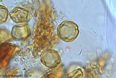 Sylvie.Rouland/Clausena_excavata_528/Clausena_excavata_528_0001(copy)_thumb.jpg