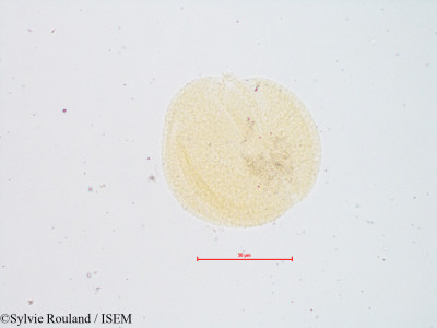Sylvie.Rouland/Claytonia_parviflora_4297/Claytonia_parviflora_4297_0001(copy)_thumb.jpg