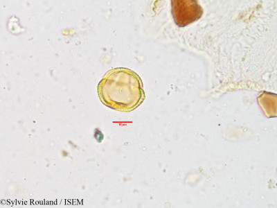 Sylvie.Rouland/Cleidion_javanicum_3890/Cleidion_javanicum_3890_0001(copy)_thumb.jpg