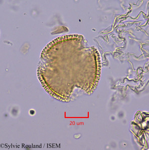 Sylvie.Rouland/Cleistanthus_boivinianus_1873/Cleistanthus_boivinianus_1873_0001(copy)_thumb.jpg