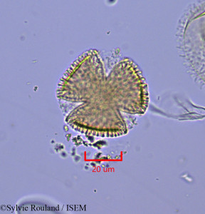 Sylvie.Rouland/Cleistanthus_occidentalis_1874/Cleistanthus_occidentalis_1874_0001(copy)_thumb.jpg