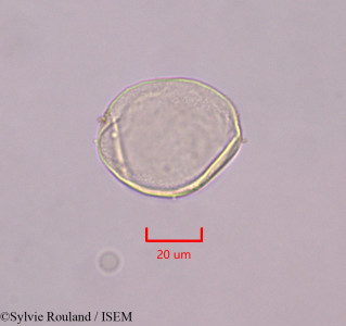 Sylvie.Rouland/Cleistopholis_glauca_47360/Cleistopholis_glauca_47360_0001(copy)_thumb.jpg