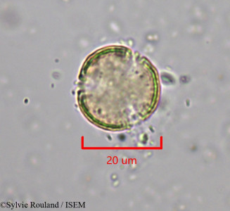 Clematis ibarensis - lame n° 1968